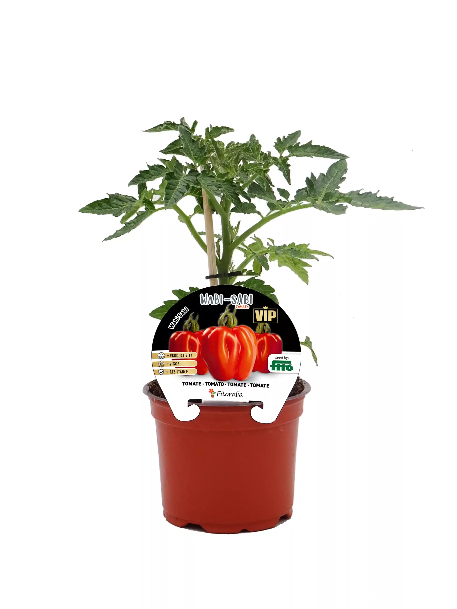 Tomatera en maceta con etiqueta de variedad Wabi-Sabi de huerto.bio, con hojas verdes y tallo robusto, lista para cultivar en casa o jardín.