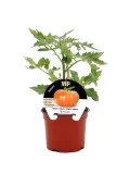 Tomatera en maceta, planta de tomate orgánico en crecimiento saludable para huerto urbano, variedad VIP.