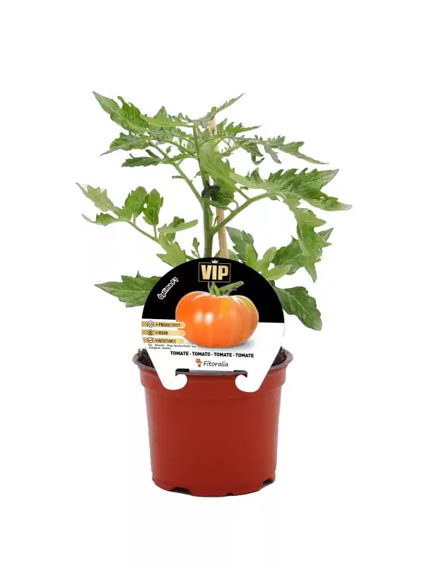 Tomatera en maceta, planta de tomate orgánico en crecimiento saludable para huerto urbano, variedad VIP.