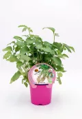 Hierba aromática en maceta rosa, ideal para cultivo ecológico y saludable, promoviendo un huerto sostenible y orgánico en casa, perfecta para jardinería ecológica y alimentación saludable.