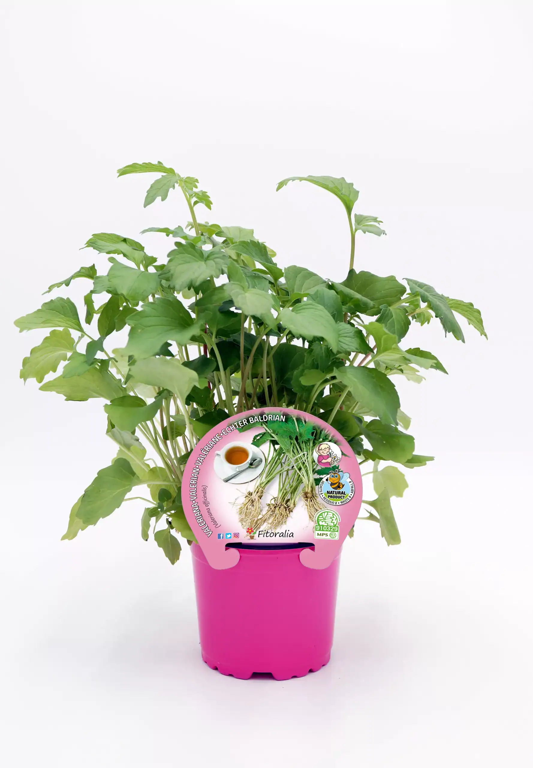 Hierba aromática en maceta rosa, ideal para cultivo ecológico y saludable, promoviendo un huerto sostenible y orgánico en casa, perfecta para jardinería ecológica y alimentación saludable.