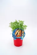 Sustrato de hortalizas ecológicas en maceta para cultivo orgánico en casa.