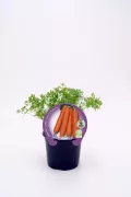 Zanahorias ecológicas en maceta con planta de eneldo, cultivo orgánico y sostenible, ideales para huertos urbanos y agricultura ecológica, calidad y sabor natural garantizado.