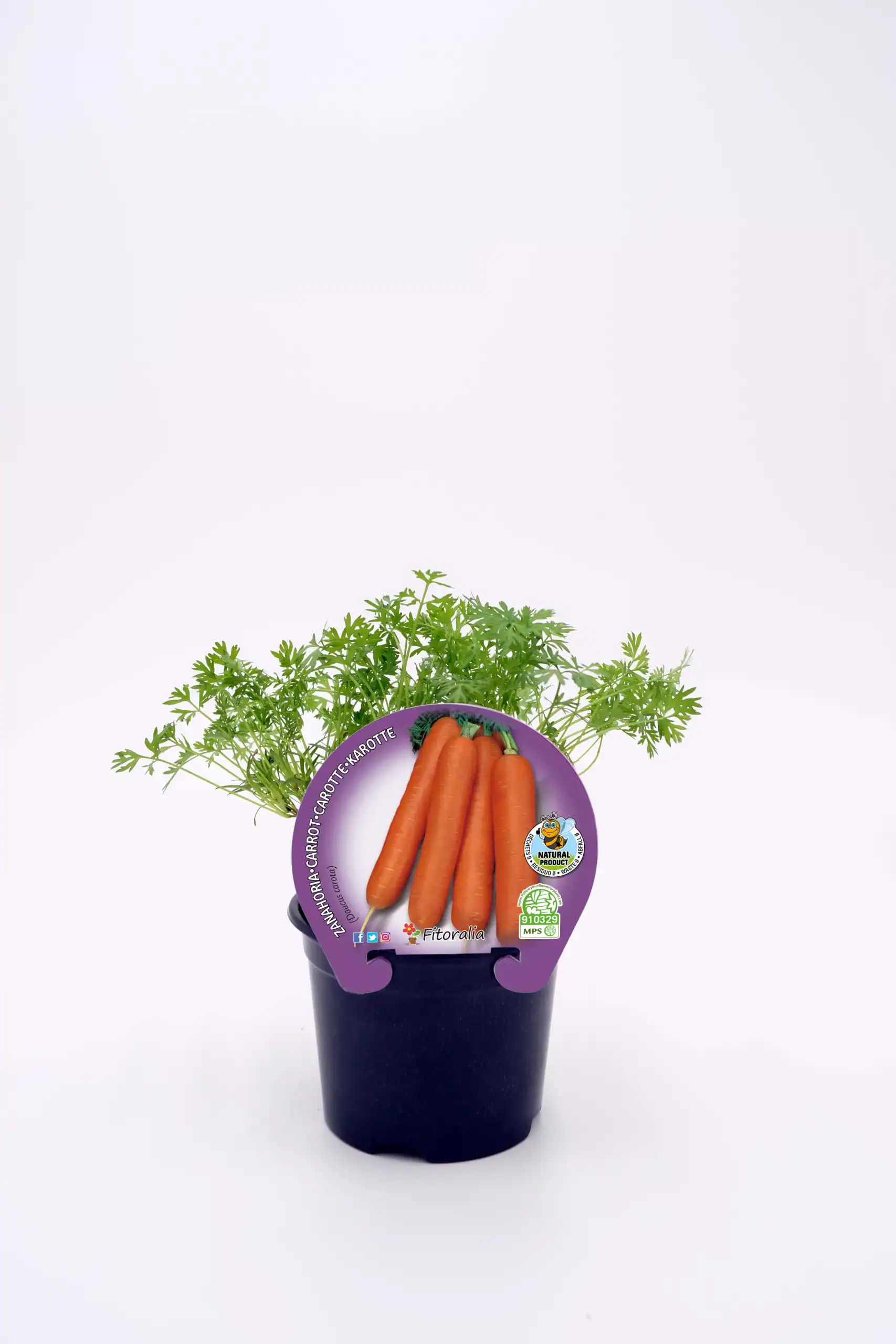 Zanahorias ecológicas en maceta con planta de eneldo, cultivo orgánico y sostenible, ideales para huertos urbanos y agricultura ecológica, calidad y sabor natural garantizado.