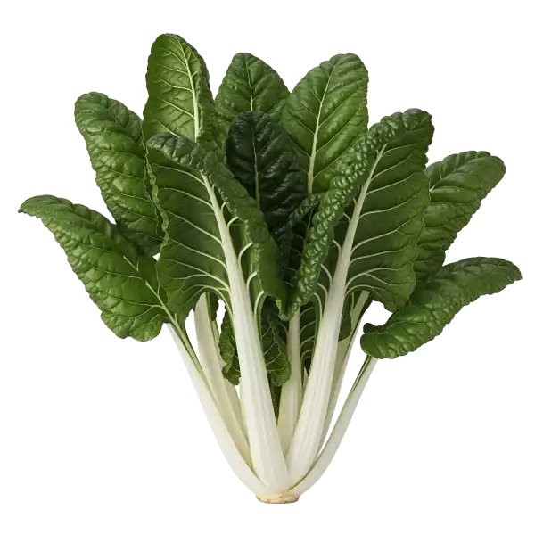 Hoja de verdura fresca y saludable, ideal para huerto ecológico y cocina saludable, selección de hortalizas naturales para agricultura sostenible y alimentación orgánica.