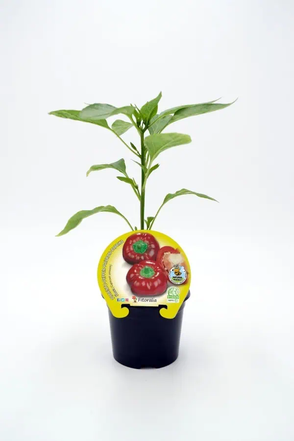 Jardín de pimientos orgánicos en maceta, cultivo ecológico y saludable, ideal para huertos urbanos, con certificación natural y sin pesticidas, promoviendo alimentación sostenible.