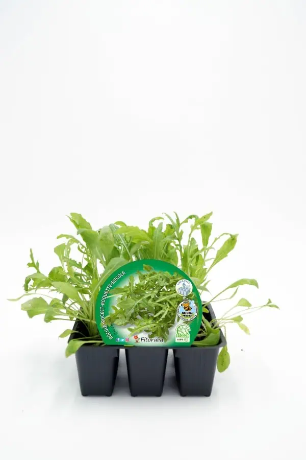 Huerto.bio maceta con semillas de rúcula orgánica lista para cultivar, ecológica y natural, ideal para huertos caseros, promoting healthy eating y agricultura sostenible.