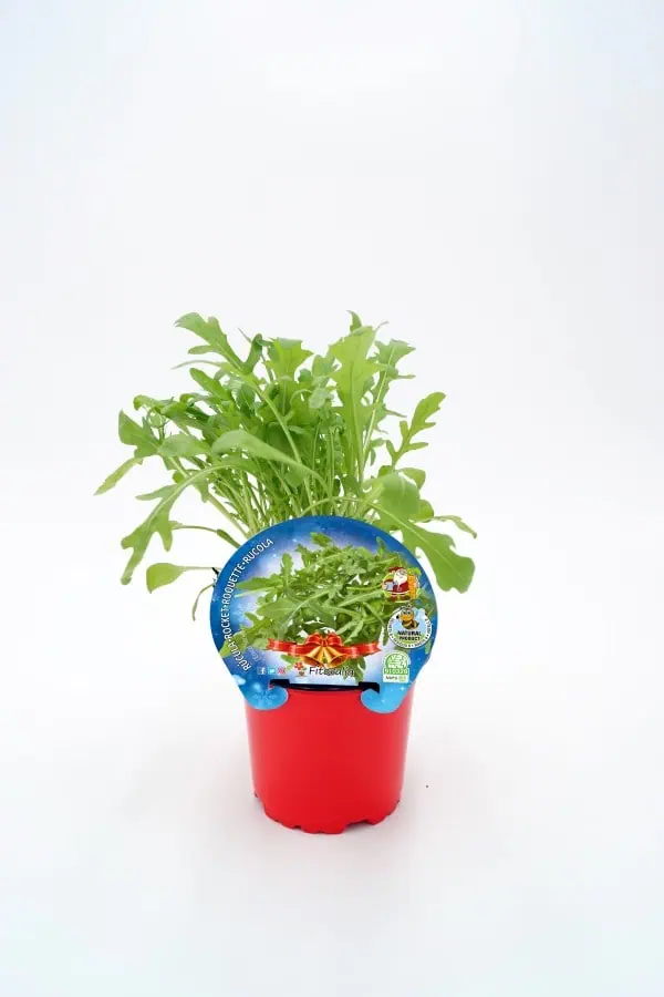 Rúcula en maceta, cultivo ecológico, huerto urbano, semillas orgánicas, saludable, frescura, agricultura sostenible, huerto.bio, verdura natural, alimentos biológicos.