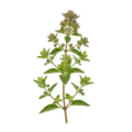 Hierba oregano fresca, planta aromática ecológica cultivada para cocina saludable y orgánica en huertos ecológicos de alta calidad.