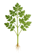 Perifollo
