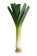 Verdura ecológica, cebolleta fresca y saludable para huerto bio y jardinería orgánica.