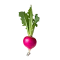 Rábano