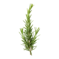 Rama de romero fresco con hojas aromáticas, ideal para cocina ecológica y suplementos naturales.